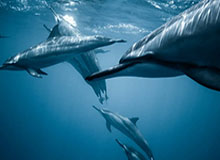 球爹高喊三球现在就该首发 探花秀首秀吞蛋太尴尬